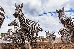 Burchell: Plains / Common / Burchell's Zebra at river bank