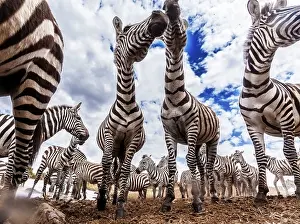 Burchell: Plains / Common / Burchell's Zebra at river bank