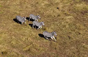 Burchell: Plains / Common / Burchell's Zebra running aerial view