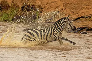 Burchell: Plains Common Burchell's Zebra running across Mara river