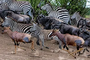 Topis: Plains Common Burchell's Zebra with Topis (Damaliscus