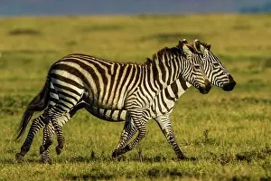 Burchell: Plains / Common / Burchell's Zebras running