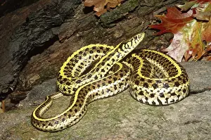 Thamnophis: Plains Garter Snake