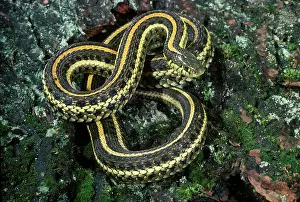 Nonvenomous: Plains Gartersnake