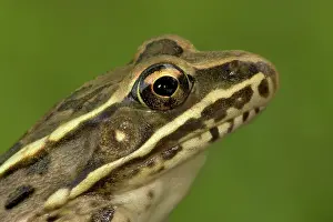 Lithobates: Plains Leopard Frog