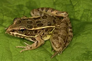 Lithobates: Plains Leopard Frog