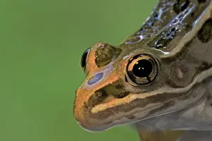 Lithobates: Plains Leopard Frog