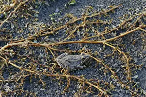 Ranid: Plains Leopard Frog