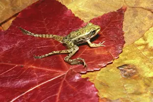 Mutation: Plains Leopard Frog with Extra Legs