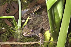 Texan: Plains Leopard Frog (Rana blairii)