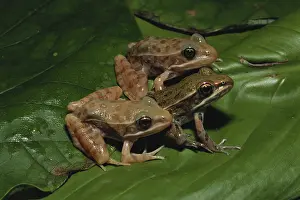 Froglet: Plains Leopard Frogs