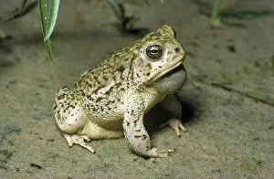 Spadefoot: Plains Spadefoot Toad