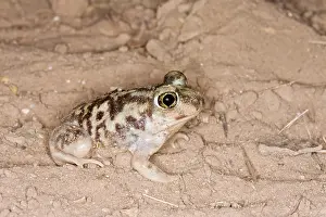 Spade: Plains Spadefoot Toad - series of images showing