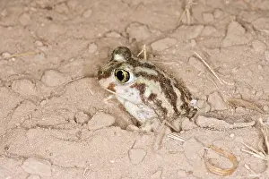 Spadefoot: Plains Spadefoot Toad - series of images showing