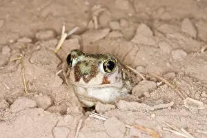 Spadefoot: Plains Spadefoot Toad - Series of images showing