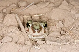 Spadefoot: Plains Spadefoot Toad, Series of images showing