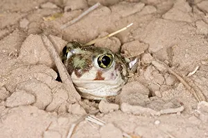 Spadefoot: Plains Spadefoot Toad, series of images showing