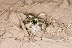 Spadefoot: Plains Spadefoot Toad - series of images showing
