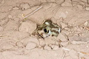 Spadefoot: Plains Spadefoot Toad - series of images showing