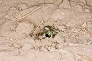 Spadefoot: Plains Spadefoot Toad - series of images showing