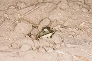 Spadefoot: Plains Spadefoot Toad - series of images showing