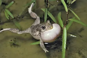 Spadefoot: Plains Spadefoot Toad Singing