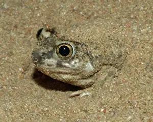 Spadefoot: Plains Spadefoot Toad (Spea bombifrons)