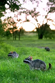 Morya: Plains Viscacha or plains vizcacha (Lagostomus