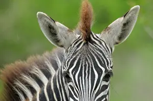 Krger: Plains Zebra