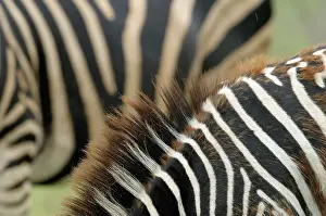 Krger: Plains Zebra