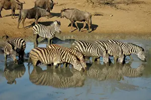 Connochaetus: Plains Zebra