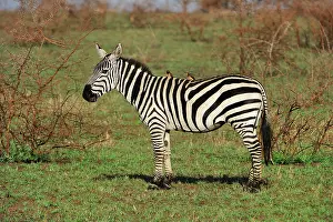 Quagga: Plains Zebra / Cmmon Zebra / Burchell's Zebra -