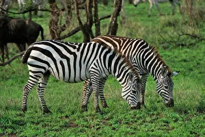 Quagga: Plains Zebra / Cmmon Zebra / Burchell's Zebra Serengeti
