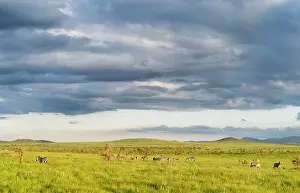 Lewa: Plains zebra or common zebra (Equus quagga)