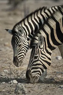 Zebra: Plains Zebra (Equus burchelli), mare with young