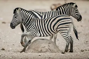 Termite: A plains zebra (Equus burchelli) rubs its belly