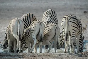 Zebra: Plains zebra (Equus burchelli) at a waterhole, Etosha