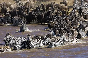 Florissa: Plains Zebra (Equus quagga) and Blue Wildebeest