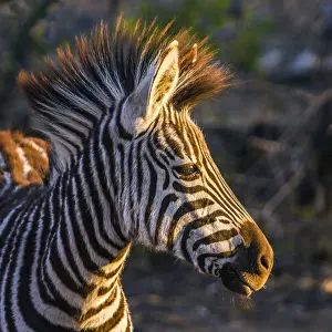 Transborder: Plains zebra (Equus quagga burchellii) in Kruger