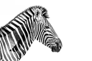 Lonesome: Plains zebra (Equus quagga burchellii) portrait