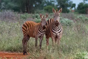 Sergio: Plains zebra (Equus quagga) and calf, Tsavo, Kenya