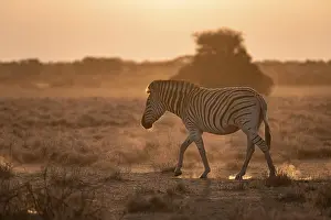 Stripe: Plains zebra (Equus quagga), in dry savannah