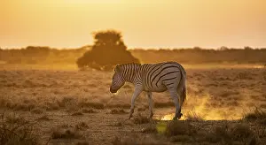 Stripe: Plains zebra (Equus quagga), in dry savannah