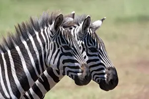 Zebra: Plains zebra (Equus quagga) or horse zebra, 2 mares