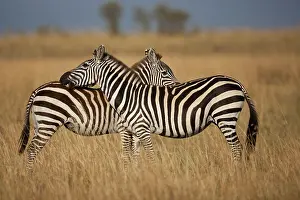 Teamwork: Plains Zebra (Equus quagga) pair grooming