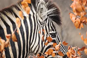 Limpopo: Plains Zebra (Equus quagga) portrait behind dry