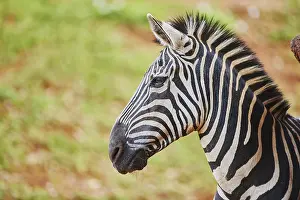 Quagga: Plains zebra (Equus quagga) in savanna, captive