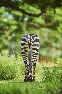 Quagga: Plains zebra (Equus quagga) in savanna, captive