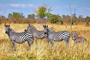 Zebra: Plains zebra (Equus quagga), South Luangwa National
