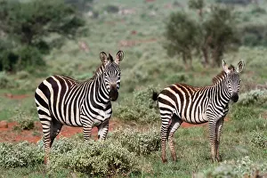 Tsavo: Plains zebra, Equus quagga, Tsavo, Kenya